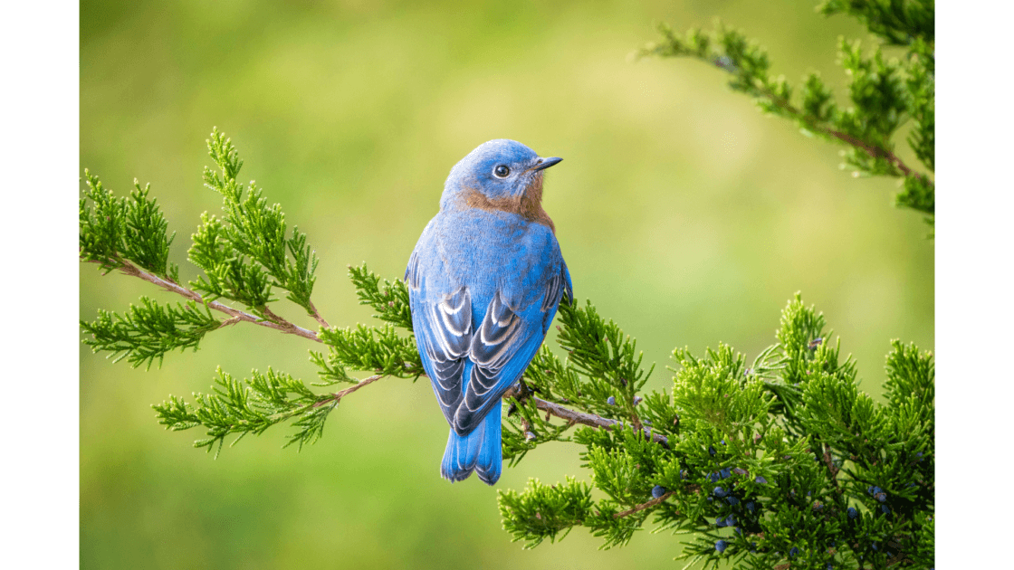 幸せの青い鳥☆マグネットブローチ☆